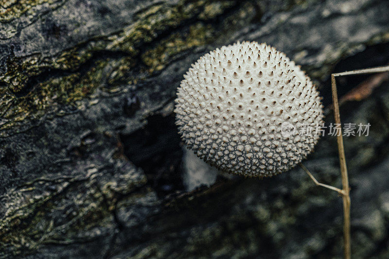 Lycoperdon perlatum